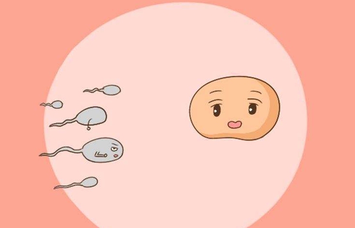 不知道泰国借卵试管婴儿流程是什么来看看这份助孕指南
